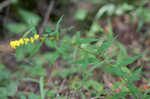 Wreath goldenrod